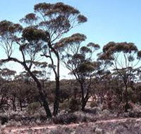 Clements Gap Conservation Park - Accommodation Nelson Bay