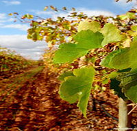 Mirabella Vineyards - Accommodation Nelson Bay