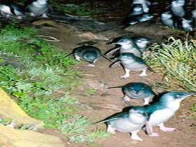 Penneshaw Penguin Centre - Accommodation Nelson Bay 0
