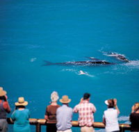 Whale Watching At Head Of Bight - Accommodation Nelson Bay