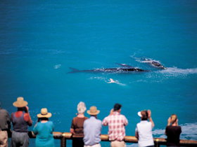 Whale Watching At Head Of Bight - Accommodation Nelson Bay 0