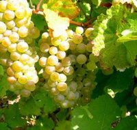 Winstead Vineyard - Accommodation Nelson Bay