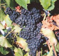 Darlington Vineyard - Accommodation Nelson Bay