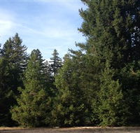 Pialligo Redwood Forest - Accommodation Nelson Bay