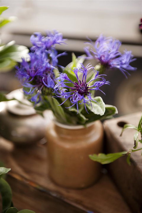 Salamanca Market - Accommodation Nelson Bay 1