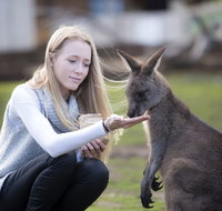 Bonorong Wildlife Sanctuary - Accommodation Nelson Bay
