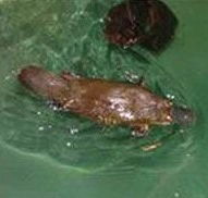 Platypus House - Accommodation Nelson Bay