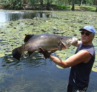 Barra Feeding - Accommodation Nelson Bay