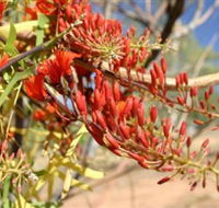 Olive Pink Botanic Garden - Accommodation Nelson Bay