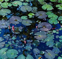 Pine Creek Water Gardens - Accommodation Nelson Bay