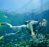 Kirra Reef Dive Site - Accommodation Nelson Bay