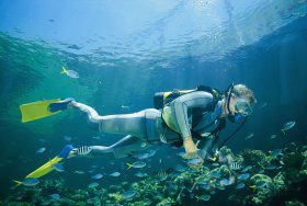 Kirra Reef Dive Site - Accommodation Nelson Bay 0