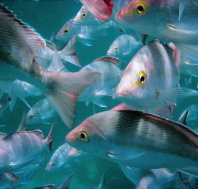 The Scottish Prince Dive Site - Nelsons Bay Accommodation