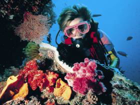 Cook Island Dive Site - Accommodation Nelson Bay 0