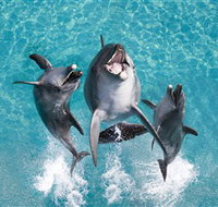 Sea World - Accommodation Nelson Bay