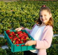 Strawberry Fields - Accommodation Nelson Bay