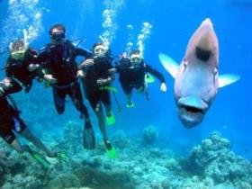 Jew Shoal Dive Site - Accommodation Nelson Bay 0