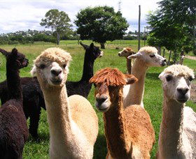 Banyandah Alpacas - Accommodation Nelson Bay 0