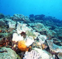 Mudjimba Old Woman Island Dive Site - Accommodation Nelson Bay