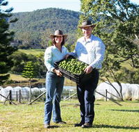 Hinterland Feijoas - Accommodation Nelson Bay