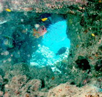 Michaelmas Cay Dive Site - Accommodation Nelson Bay