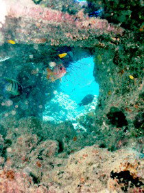 Michaelmas Cay Dive Site - Accommodation Nelson Bay 0