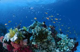 Southern Small Detached Reef Dive Site - Accommodation Nelson Bay 0