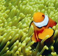 Thetford Reef Dive Site - Accommodation Nelson Bay