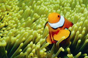 Thetford Reef Dive Site - Accommodation Nelson Bay 0