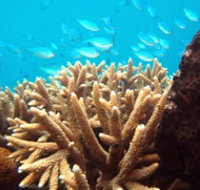 Normanby Reef - Accommodation Nelson Bay
