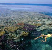 Split Bommie Dive Site - Accommodation Nelson Bay