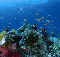 Steve's Bommie Dive Site - Accommodation Nelson Bay