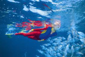 Pixie Pinnacle Dive Site - Accommodation Nelson Bay 0