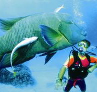 Turtle Bay Dive Site - Accommodation Nelson Bay