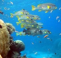 Coral Gardens Dive Site Flynn Reef - Accommodation Nelson Bay