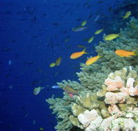 The Three Sisters Dive Site - Accommodation Nelson Bay