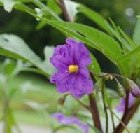 Alpha Native Flower Garden - Nelson Bay Accommodation.com
