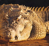 Koorana Crocodile Farm - Accommodation Nelson Bay