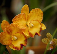 Queens Park - Orchid House - Accommodation Nelson Bay