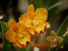 Queens Park - Orchid House - Accommodation Nelson Bay 0