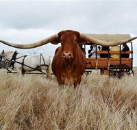 Texas Longhorn Wagon Tours and Safaris - Accommodation Nelson Bay