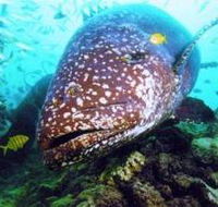 Lady Musgrave Island Dive Sites - Accommodation Nelson Bay