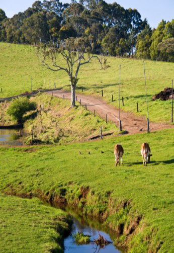 Maleny Dairies - Accommodation Nelson Bay 6