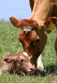 Maleny Dairies - Accommodation Nelson Bay 7