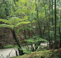 Fraser Island Great Walk - Accommodation Nelson Bay
