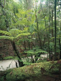 Fraser Island Great Walk - Accommodation Nelson Bay 0