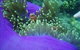 The Lady Bowen Dive Site - thumb 0