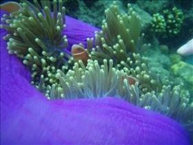 The Lady Bowen Dive Site - Accommodation Nelson Bay 0