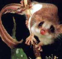 Carrowong Fauna Sanctuary - Accommodation Nelson Bay