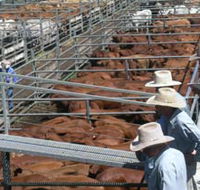 Dalrymple Sales Yards - Cattle Sales - Accommodation Nelson Bay